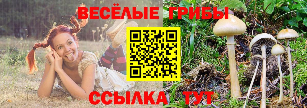 Псилоцибиновые грибы мухоморы  Псилоцибиновые грибы Cubensis  Вход с VPN  Сокол 